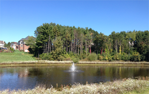 Ornamental Pond