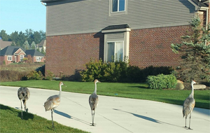 Sandhill Cranes
